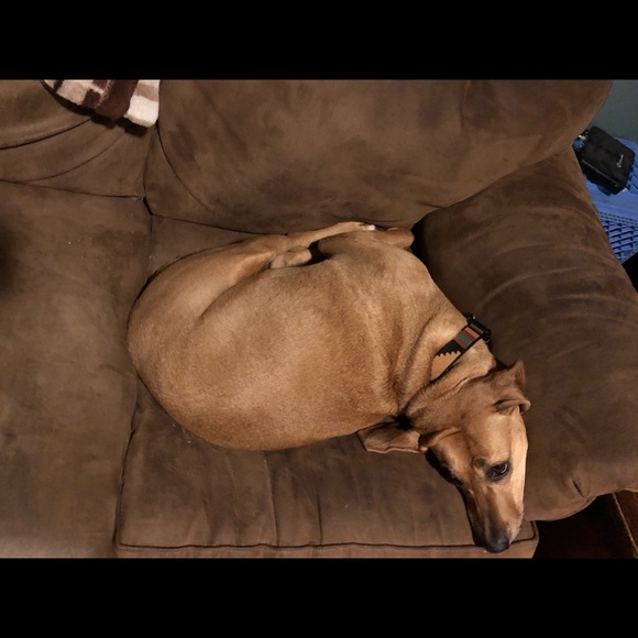 Meet your Posher, Tasha - Picture 4 of 8